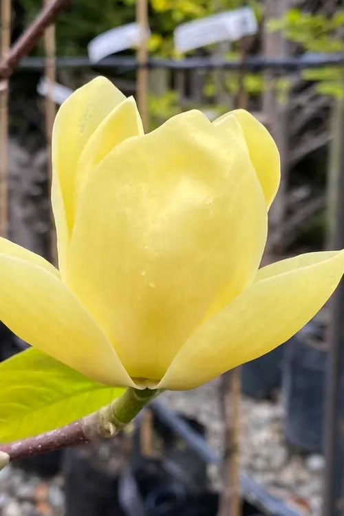  Lois Yellow Magnolia (Tulip Tree) - 7 Gallon Pot (5-6')