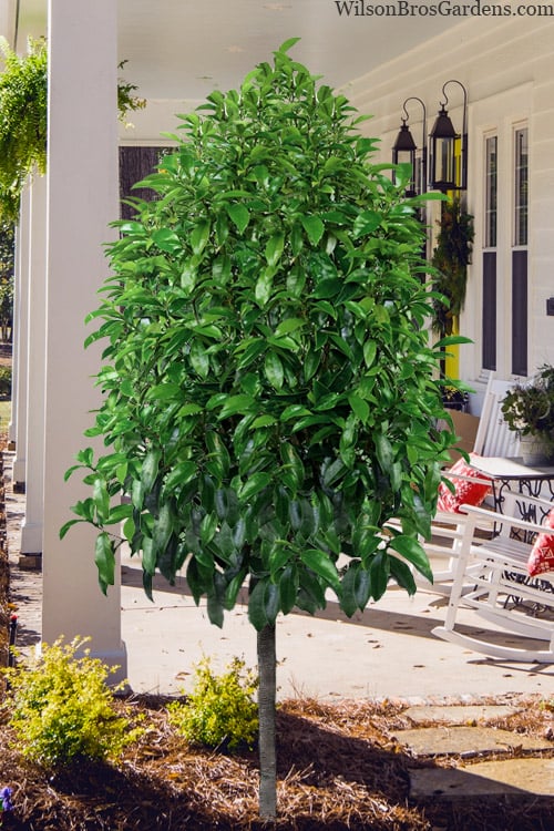  Stellar Ruby Magnolia Single Trunk Tree (Banana Shrub Hybrid) - 7 Gallon Pot (3-4') 