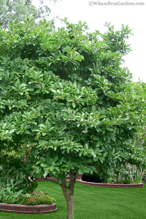  Centennial Star Magnolia - 3 Gallon Pot