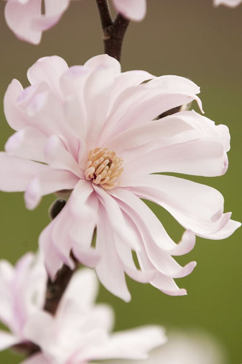  Waterlily Star Magnolia Tree - 3 Gallon Pot