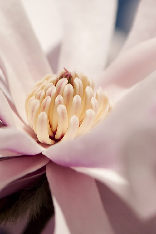  Waterlily Star Magnolia Tree - 3 Gallon Pot