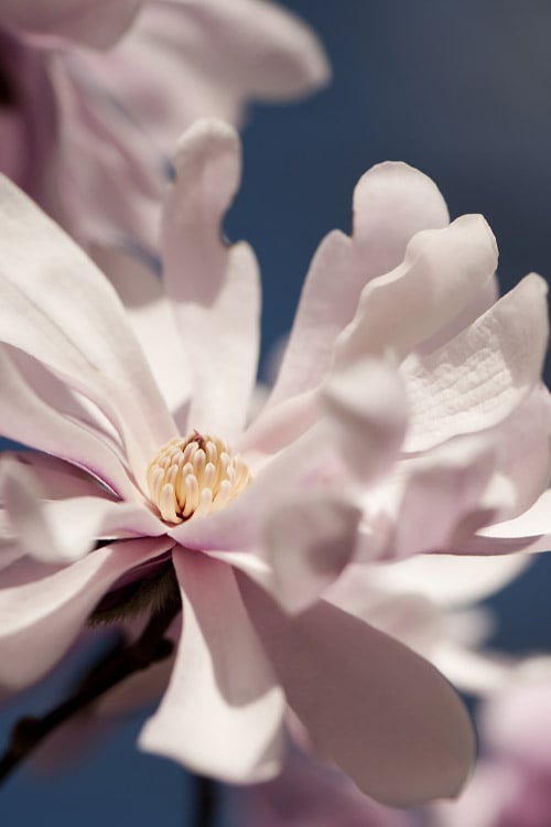  Waterlily Star Magnolia Tree - 3 Gallon Pot