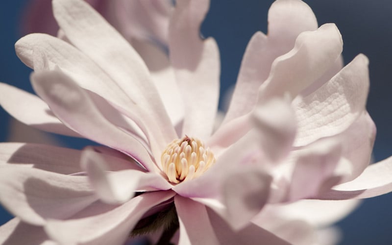  Waterlily Star Magnolia Tree - 3 Gallon Pot
