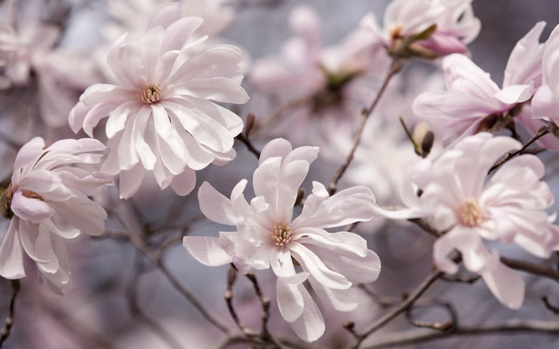  Waterlily Star Magnolia Tree - 3 Gallon Pot