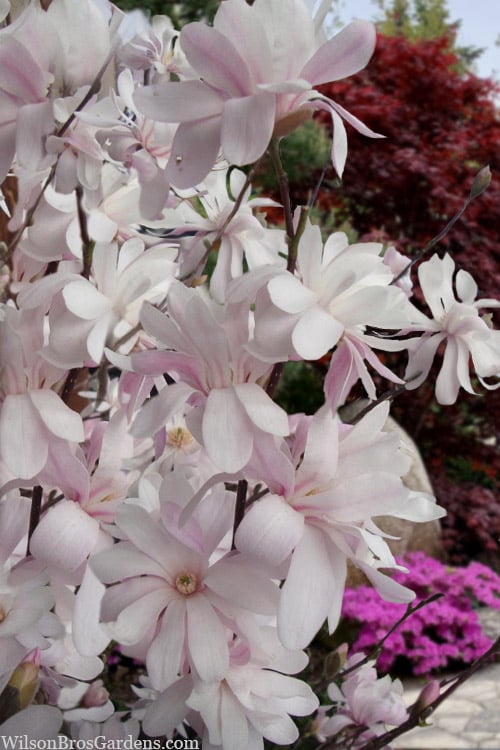  Waterlily Star Magnolia Tree - 3 Gallon Pot