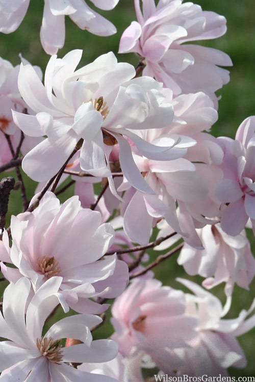  Waterlily Star Magnolia Tree - 3 Gallon Pot
