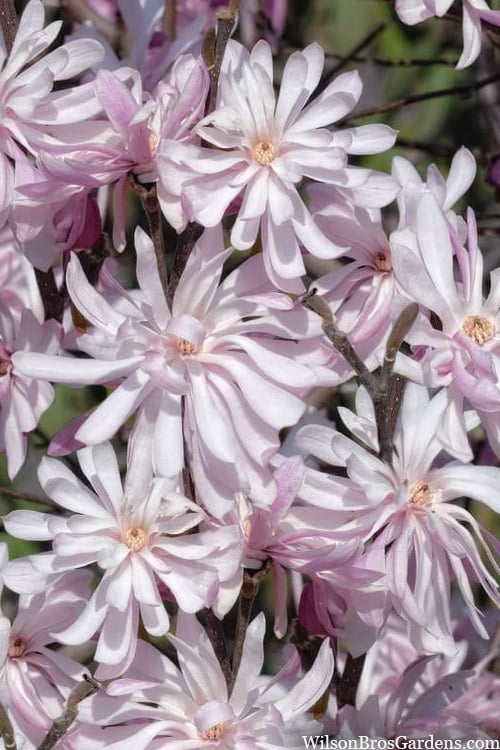  Waterlily Star Magnolia Tree - 3 Gallon Pot