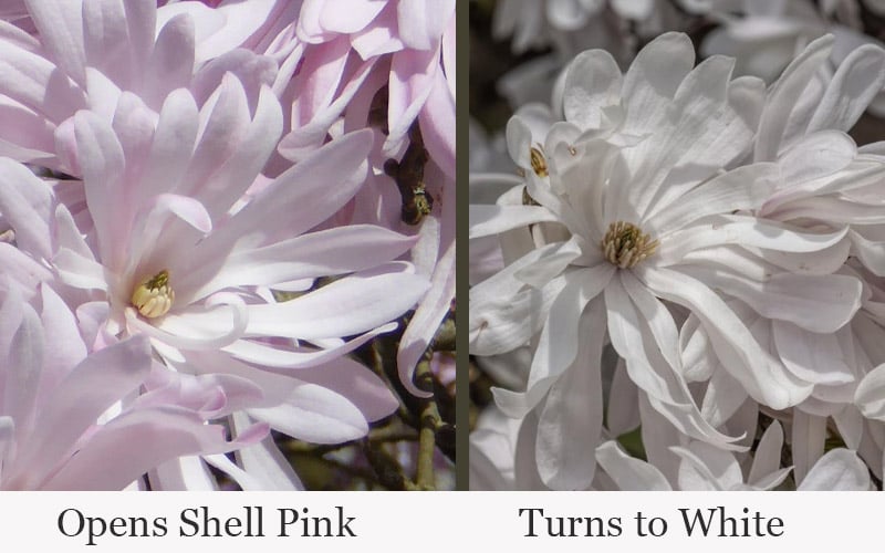  Waterlily Star Magnolia Tree - 3 Gallon Pot