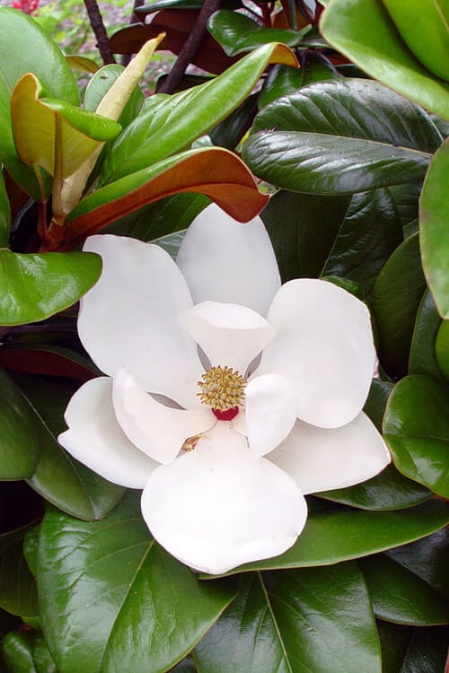  Teddy Bear Dwarf Southern Magnolia - 7 Gallon Pot (3-4') 