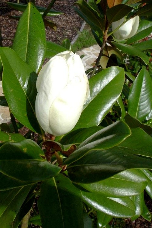  Victoria Cold Hardy Evergreen Magnolia - 7 Gallon Pot (3-4')