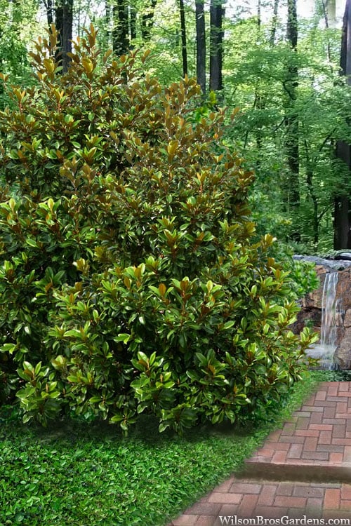  Victoria Cold Hardy Evergreen Magnolia - 7 Gallon Pot (3-4')