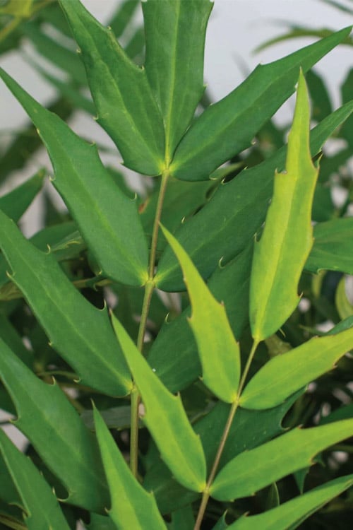  Funky Flow Mahonia - 3 Gallon Pot 