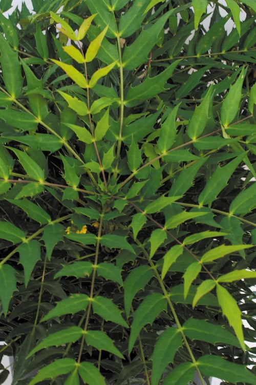  Funky Flow Mahonia - 3 Gallon Pot 