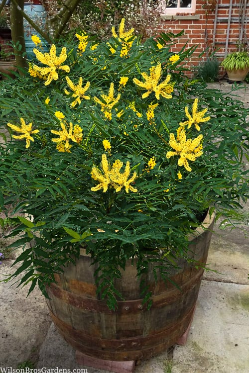  Funky Flow Mahonia - 3 Gallon Pot 