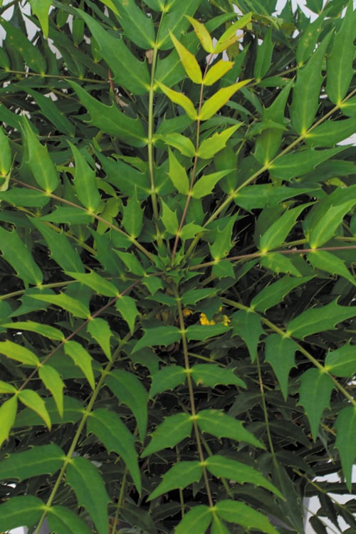  Funky Flow Mahonia - 3 Gallon Pot 