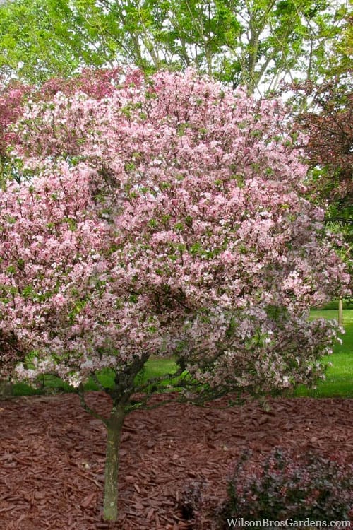  Southern Crabapple (Malus Angustifolia) - 1 Gallon Pot 