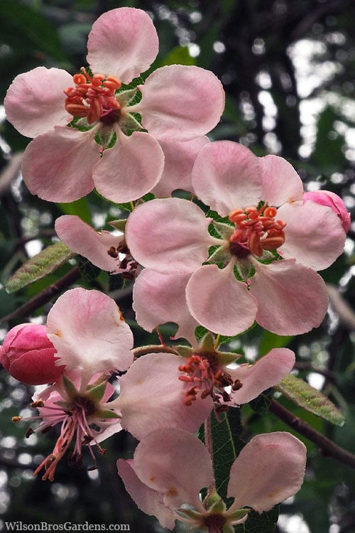  Southern Crabapple (Malus Angustifolia) - 1 Gallon Pot 
