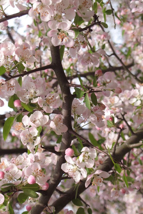  Southern Crabapple (Malus Angustifolia) - 1 Gallon Pot 