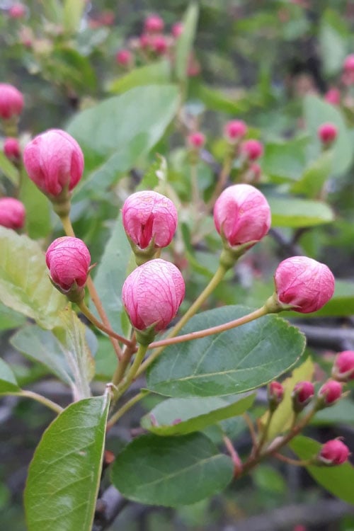  American Sweet Crabapple Tree (Malus Coronaria) - 1 Gallon Pot