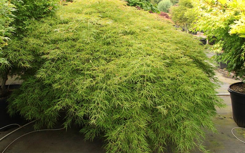  Otto's Dissectum Japanese Maple (Acer Palmatum) - 5 Gallon Pot