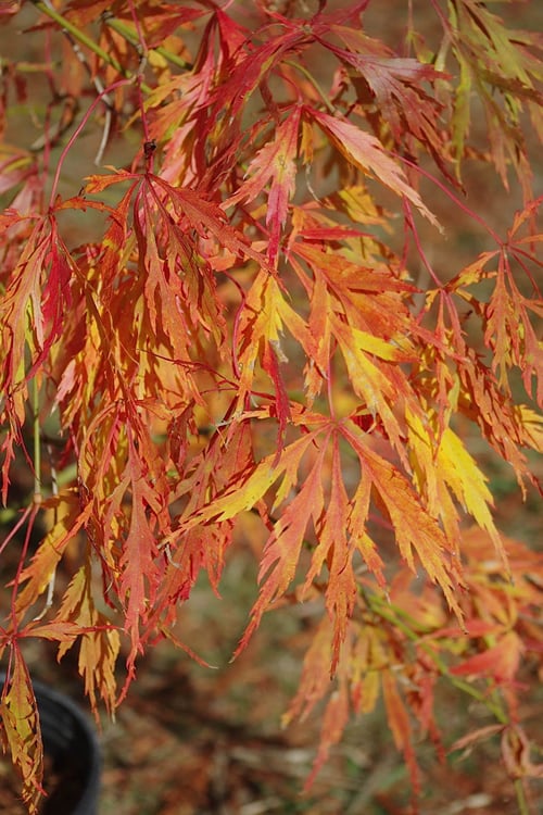  Otto's Dissectum Japanese Maple (Acer Palmatum) - 5 Gallon Pot