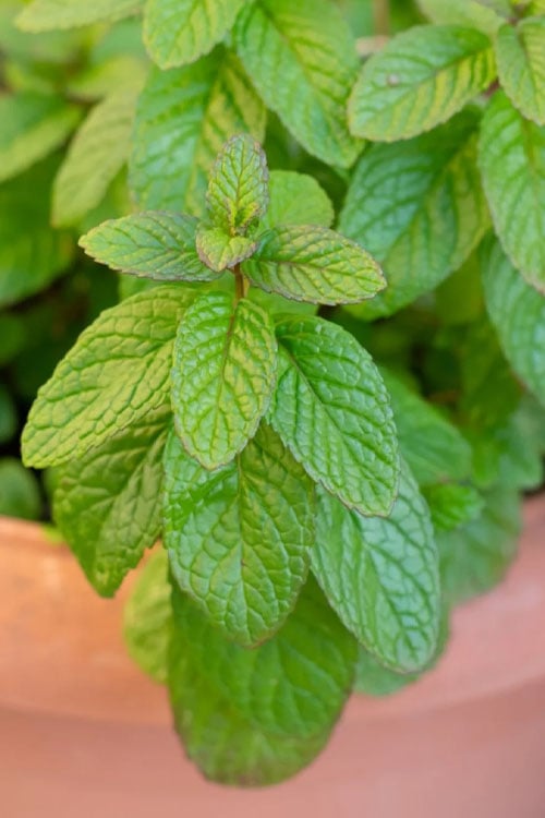  The Best Spearmint (Mentha Spicata 'Mint The Best)) - 6 Pack Of Pint Pots