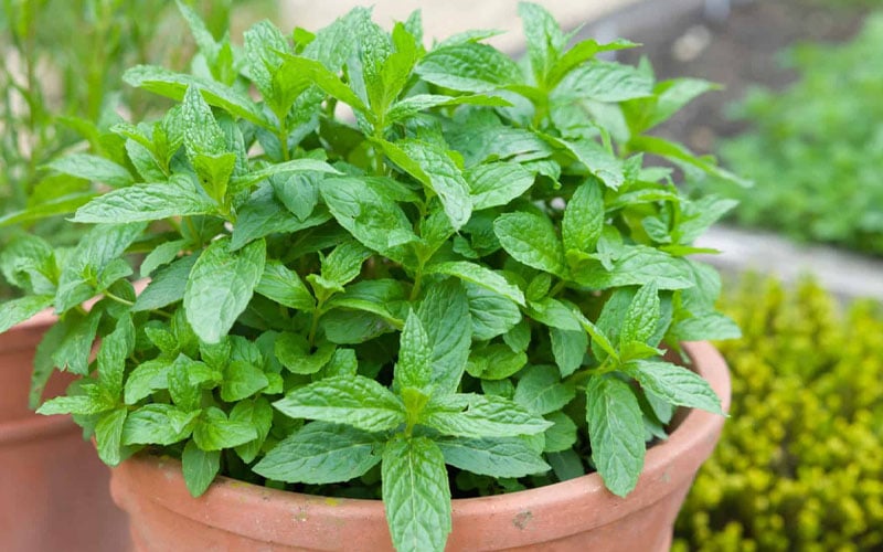 The Best Spearmint (Mentha Spicata 'Mint The Best)) - 6 Pack Of Pint Pots