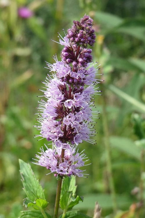  The Best Spearmint (Mentha Spicata 'Mint The Best)) - 6 Pack Of Pint Pots