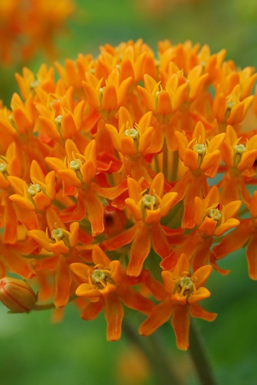  Orange Butterfly Milkweed (Asclepias Tuberosa) - 2.5 Quart Pot