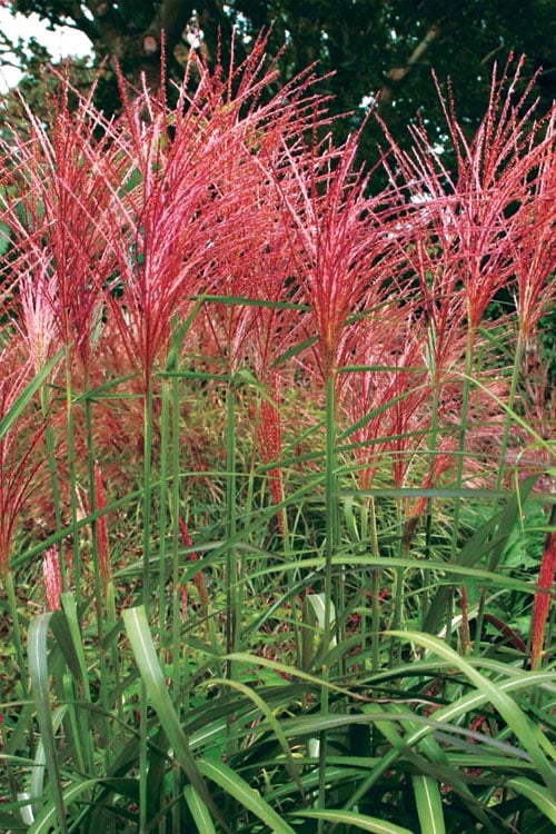  Flame Grass (Miscanthus 'Purpurascens') - 1 Gallon Pot