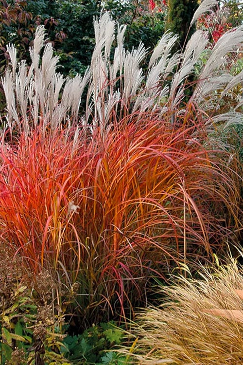  Flame Grass (Miscanthus 'Purpurascens') - 1 Gallon Pot
