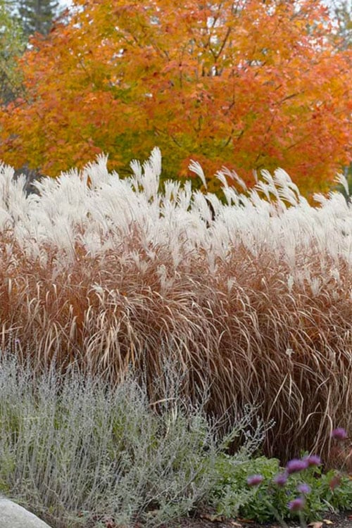  Flame Grass (Miscanthus 'Purpurascens') - 1 Gallon Pot