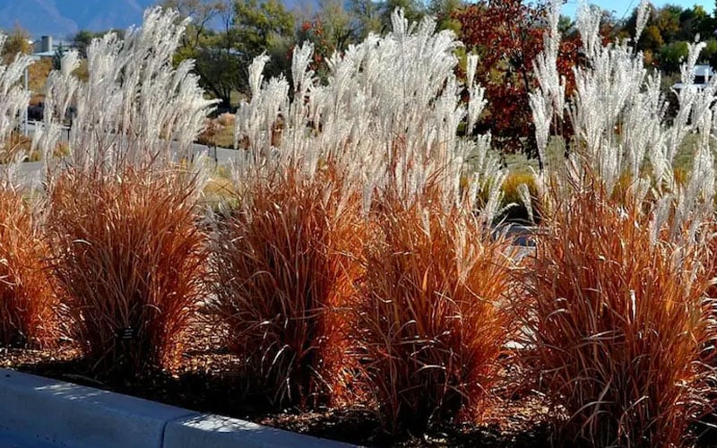  Flame Grass (Miscanthus 'Purpurascens') - 1 Gallon Pot