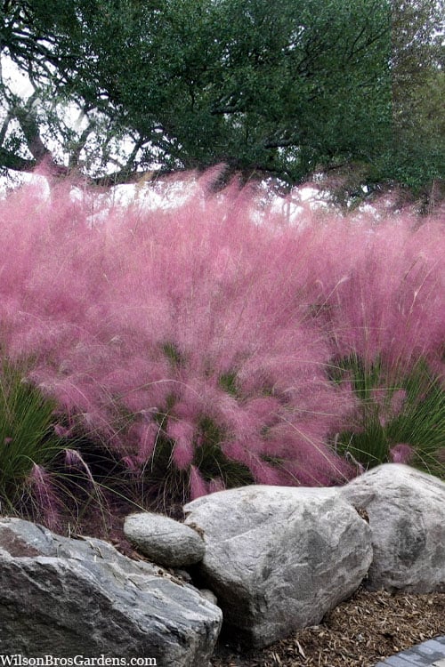  Pink Muhly Grass - Cotton Candy Grass - 1 Gallon Pot