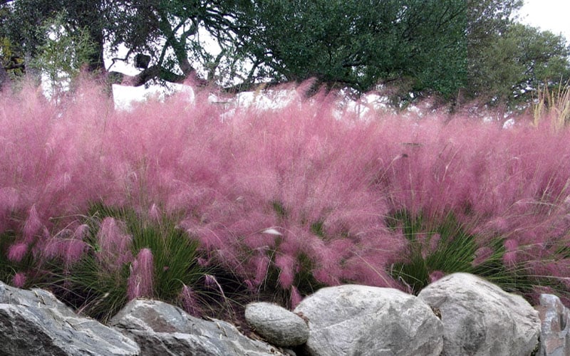  Pink Muhly Grass - Cotton Candy Grass - 1 Gallon Pot