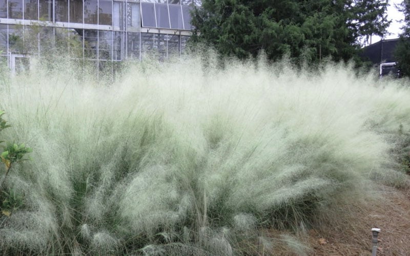  White Cloud Muhly Grass - 1 Gallon Pot