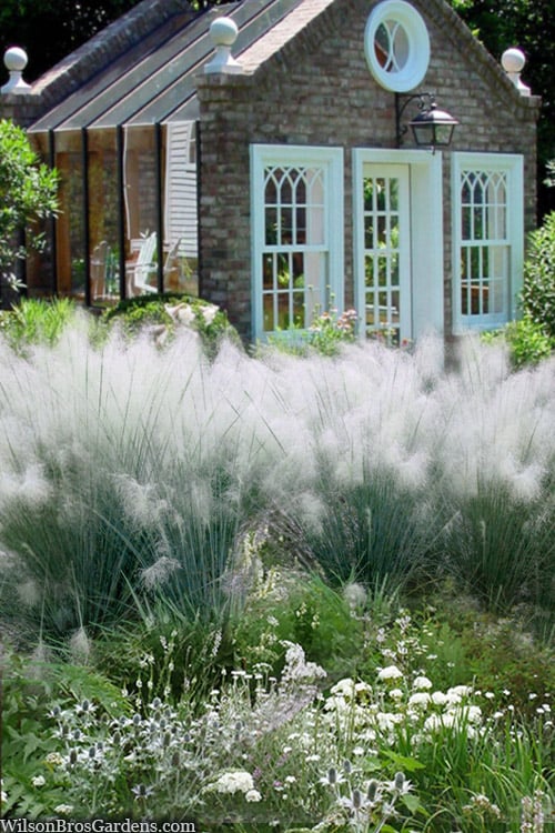  White Cloud Muhly Grass - 1 Gallon Pot