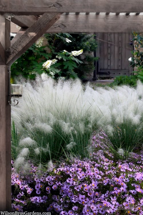  White Cloud Muhly Grass - 1 Gallon Pot