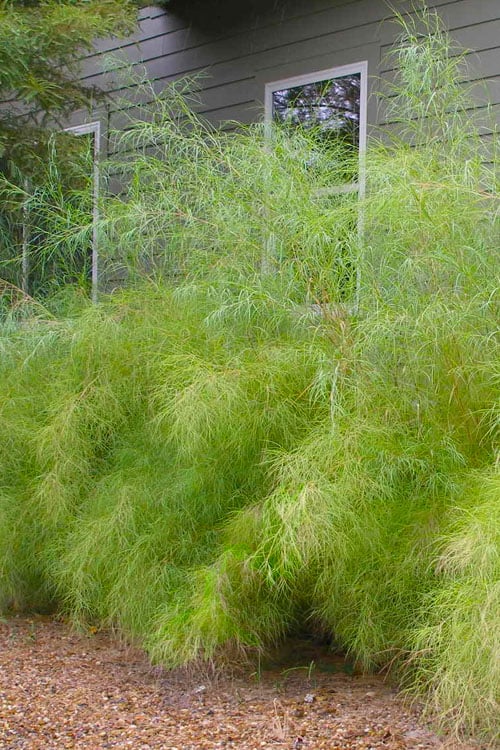  Bamboo Muhly Grass - 3 Gallon Pot