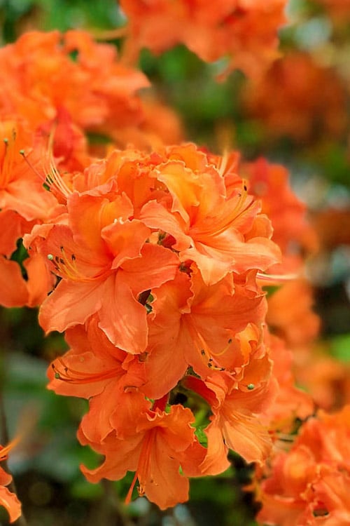  Mandarin Lights Cold Hardy Azalea (Rhododendron) - 1 Gallon Pot