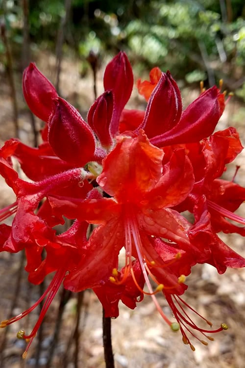  Radiant Red Aromi Azalea (Rhododendron Hybrid) - 3 Gallon Pot