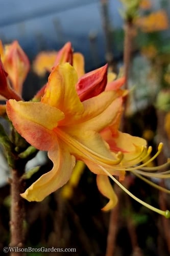  Tallulah Sunrise Native Azalea (Rhododendron) - 1 Gallon Pot