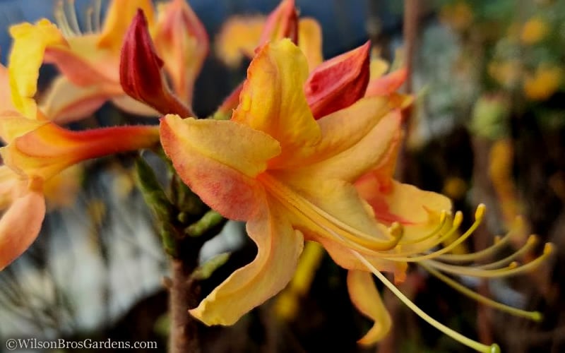  Tallulah Sunrise Native Azalea (Rhododendron) - 1 Gallon Pot
