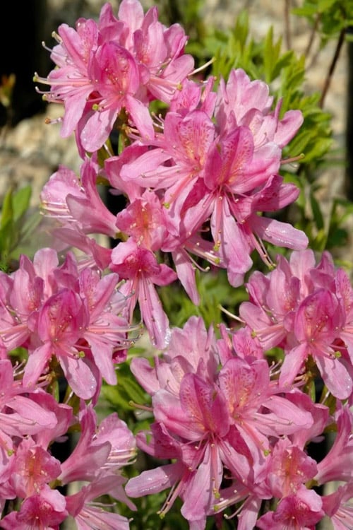  Western Lights Cold Hardy Azalea (Rhododendron) - 3 Gallon Pot