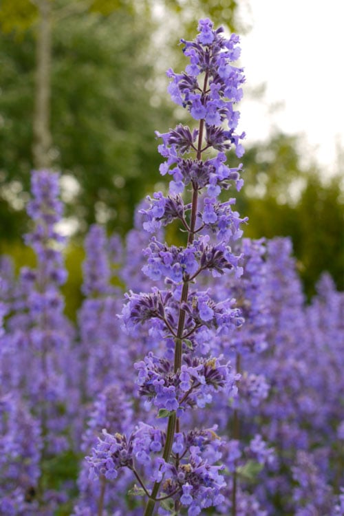  Summer Magic Catmint (Nepeta Grandiflora) - 1 Gallon Pot