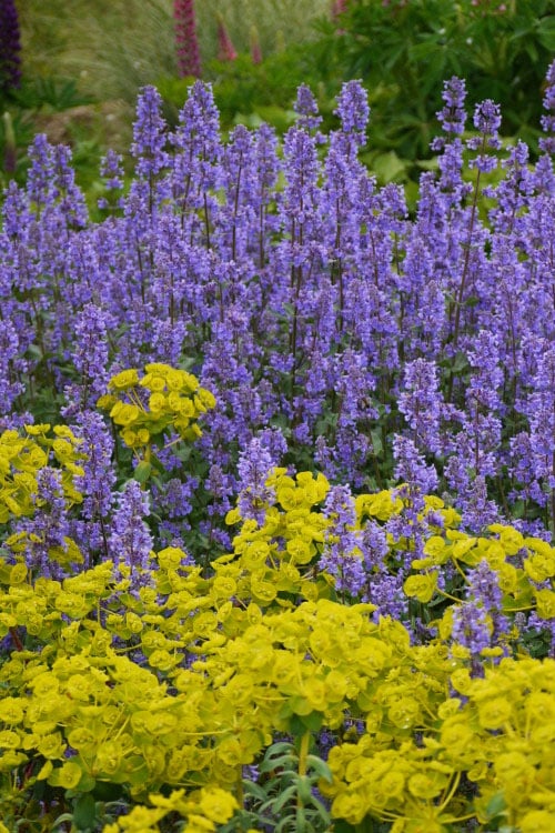  Summer Magic Catmint (Nepeta Grandiflora) - 1 Gallon Pot