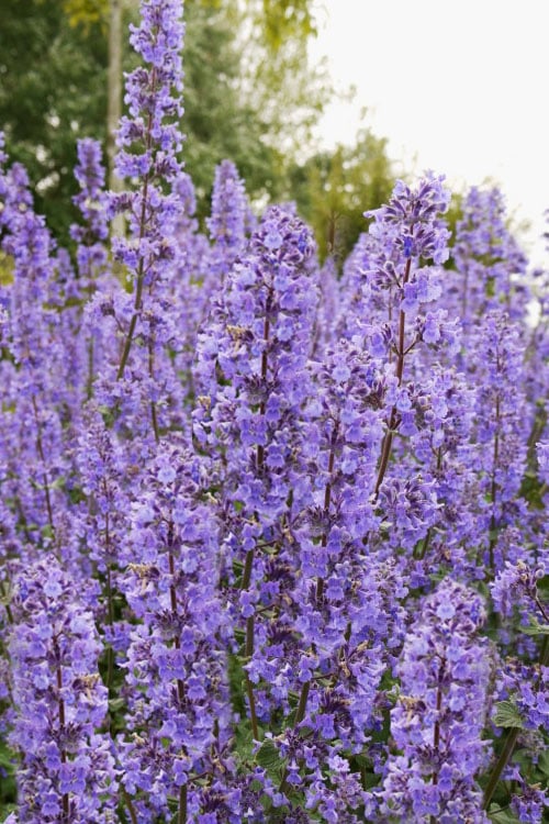  Summer Magic Catmint (Nepeta Grandiflora) - 1 Gallon Pot