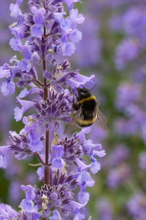  Summer Magic Catmint (Nepeta Grandiflora) - 1 Gallon Pot