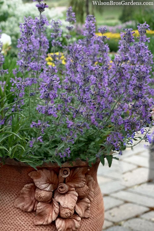  Little Trudy Catmint - 5 Pack Of Quart Pots