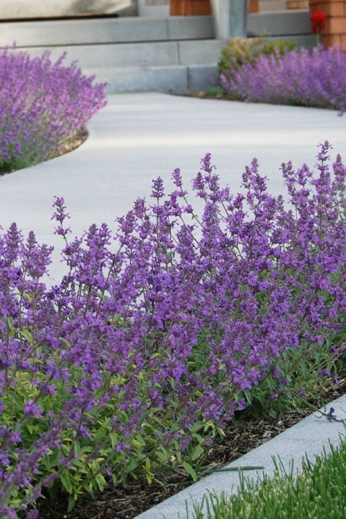  Little Trudy Catmint - 5 Pack Of Quart Pots